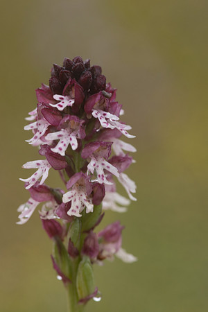 Burnt Tip-orchid var. aestivalis, Ladle Hill, July 2024,