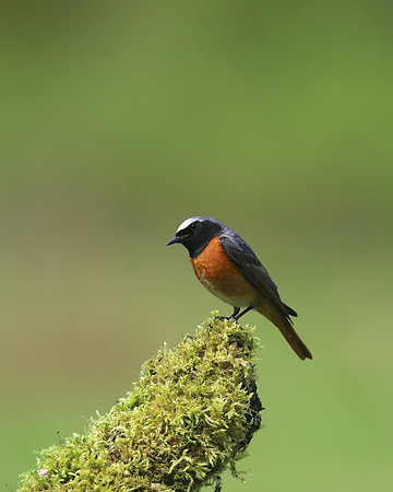Redstart (Male) Thursley Common, May 2018