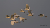 Little Egret, Oroklini Lake 2014