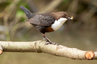 Dipper, Little Avon, February 2024
