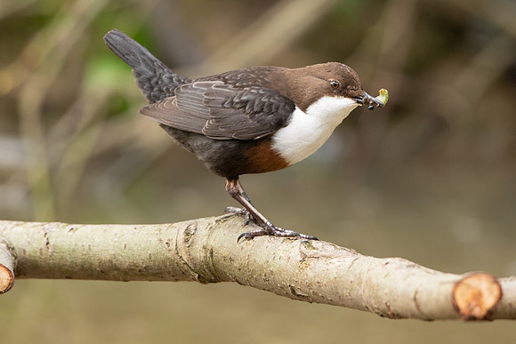 Dipper, Little Avon, February 2024