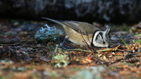Crested Tit, Loch Garten, Feb 2015