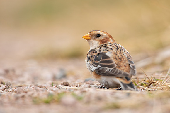 Snow Bunting, Cairngorms, February  2023