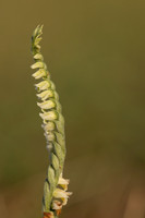 Autumn Lady's Tresses, Old Down, September 2022