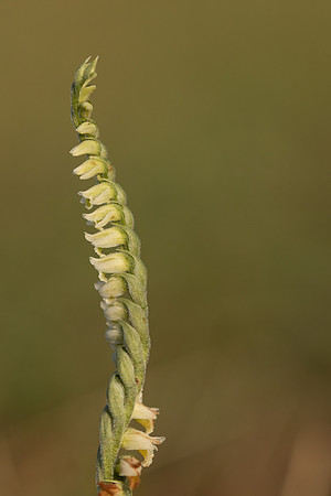 Autumn Lady's Tresses, Old Down, September 2022