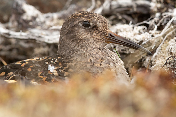 Purple Sandpiper, Raufarhofn, June 2022