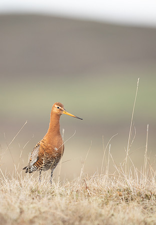 Black-tailed Godwit, River Laxa, May 2022