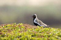 Northern Golden Plover, Komagvaer, Finland, June 2025