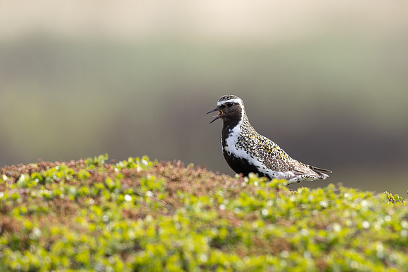 Northern Golden Plover, Komagvaer, Finland, June 2025