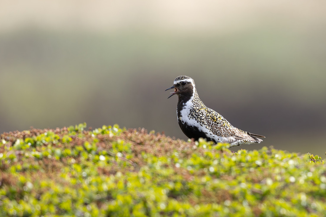 Northern Golden Plover, Komagvaer, Finland, June 2025