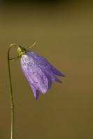 Harebell, Old Down, September 2022