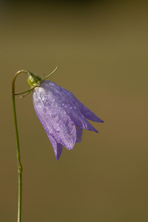 Harebell, Old Down, September 2022