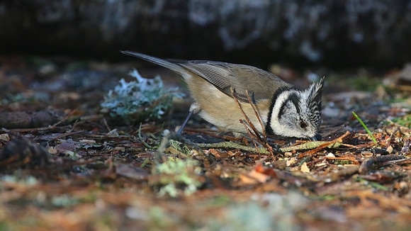 Crested Tit, Loch Garten, Feb 2015
