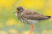 Common Redshank, Floi, Iceland, June 2022