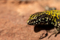 Wall Lizard, Clifton, March 2022