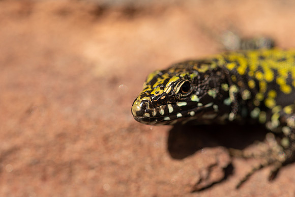 Wall Lizard, Clifton, March 2022