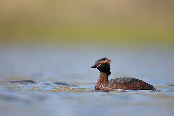 Slavonian Grebe, Iceland, May 2022