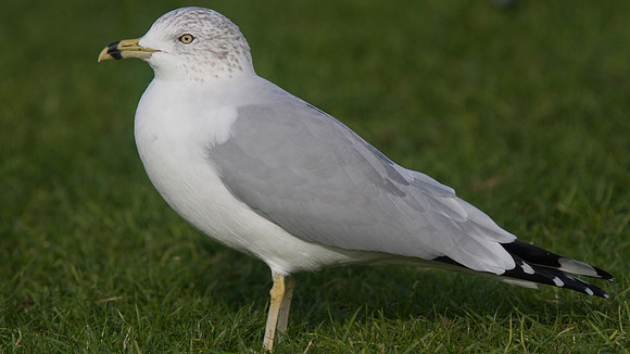 Ring-billed Gull, Walpole Park, Gosport, December 2014