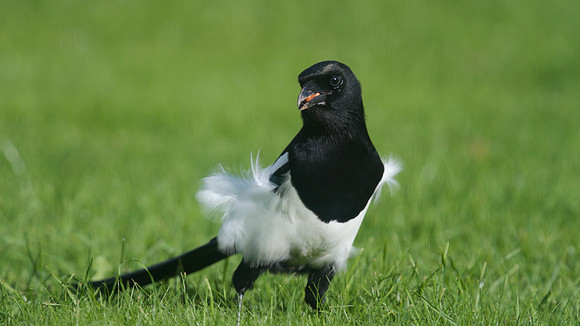 Magpie, Tockington, October 2014