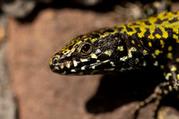 Wall Lizard, Clifton, March 2022