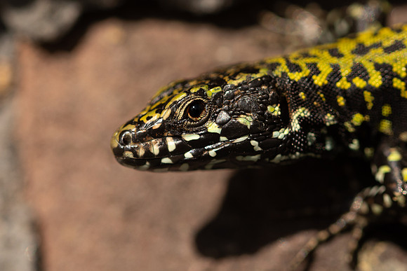 Wall Lizard, Clifton, March 2022