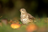 Mistle Thrush