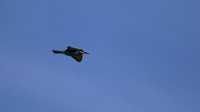 Bee Eater, Larnaca, April 2016
