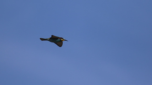 Bee Eater, Larnaca, April 2016