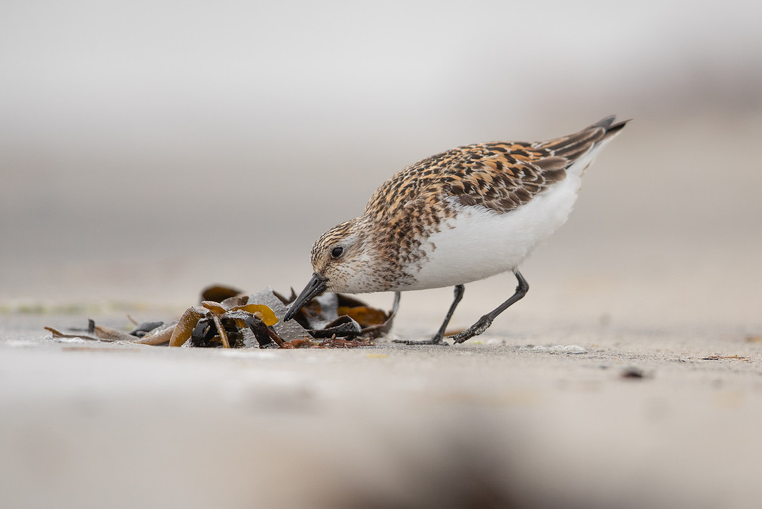 Sanderling, Raufarhofn, Iceland, June 2022