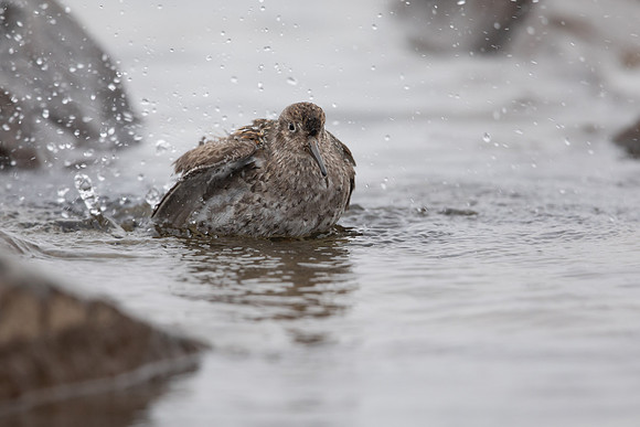 Purple Sandpiper, Raufarhofn, June 2022