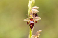 Woodcock x Fly Orchid, Dorset, May 2024