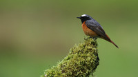 Redstart