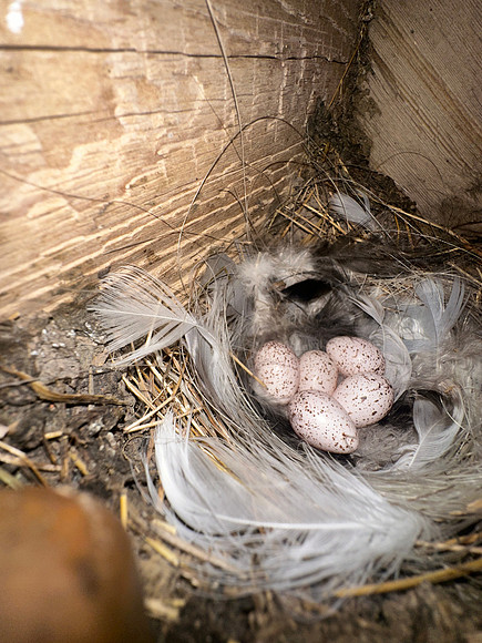 Barn Swallow, Oldbury Naite, April 2025