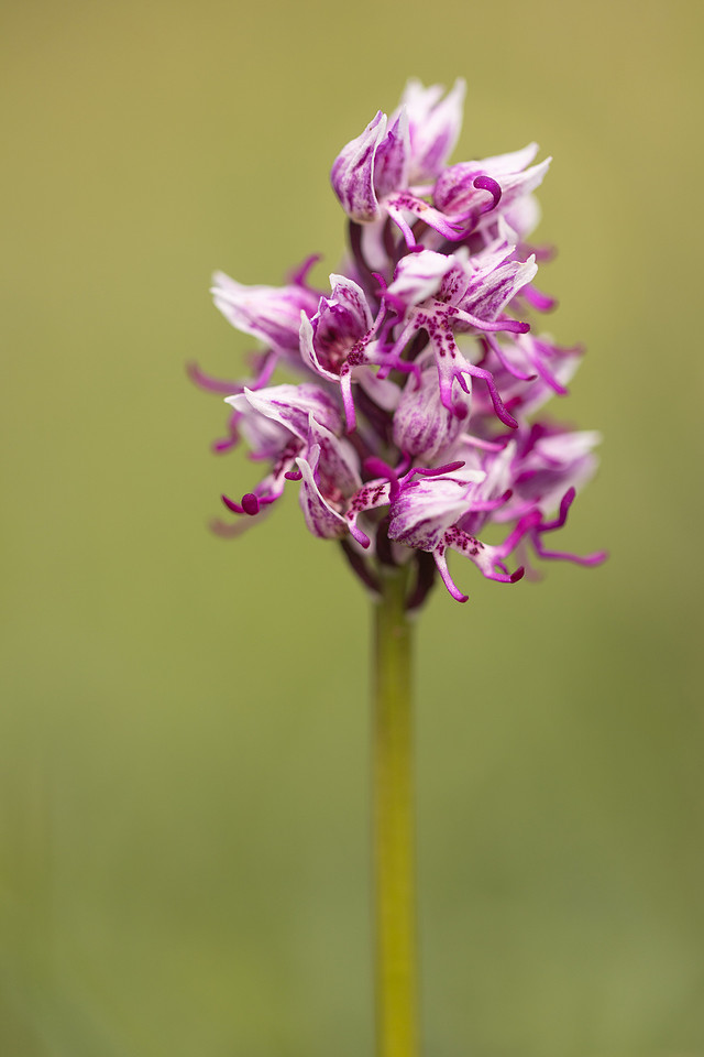 Monkey Orchid, Kent, May 2024