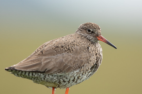 Common Redshank, Floi, Iceland, June 2022