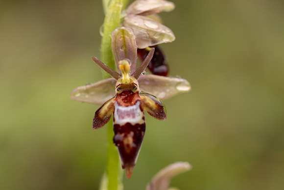 Woodcock x Fly Orchid, Dorset, May 2024.