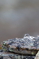 Ptarmigan, Mount Alias, Finland, June 2025