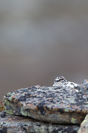 Ptarmigan, Mount Alias, Finland, June 2025