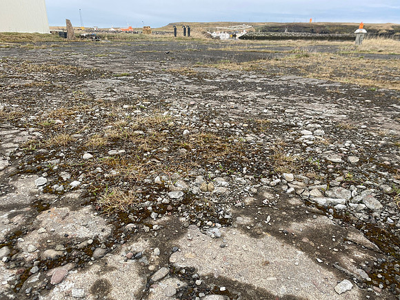 Ringed Plover, Raufarhofn, Iceland, June 2022