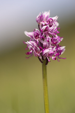 Monkey Orchid, Kent, May 2024