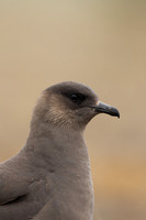 Arctic Skua,Snæfellsnes peninsula, Iceland, June 2022