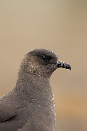 Arctic Skua,Snæfellsnes peninsula, Iceland, June 2022