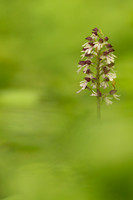 Lady Orchid, Yockletts Bank, May 2024