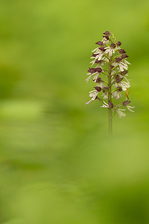 Lady Orchid, Yockletts Bank, May 2024