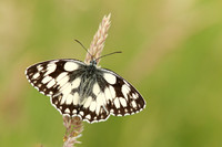 Marble White, Oldbury Power Station, June 2020