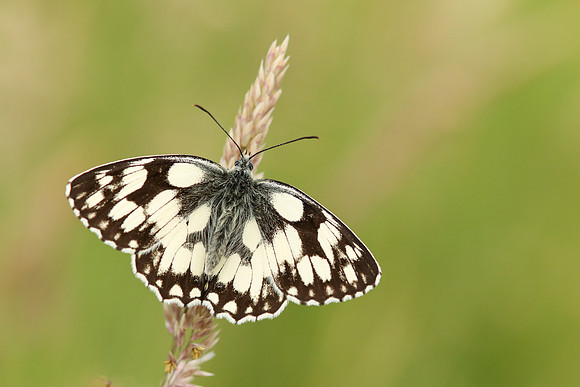 Marble White, Oldbury Power Station, June 2020