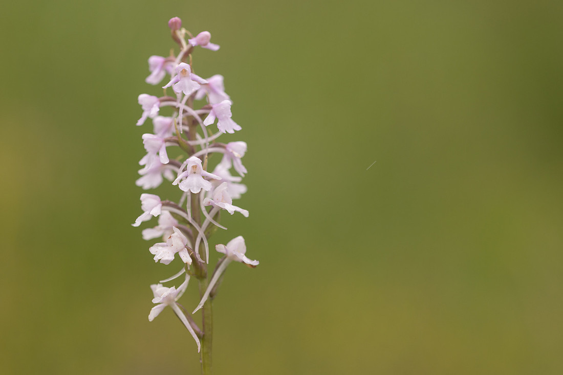 Chalk Fragrant-orchid, Rodbrough Common, June 2024