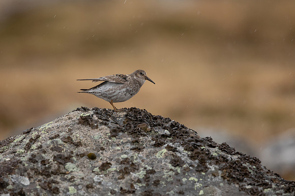 Purple Sandpiper, Raufarhofn, Iceland, June 2022
