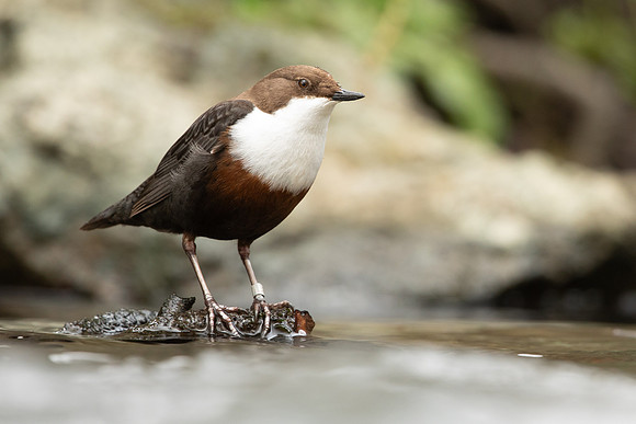 Dipper, Little Avon, February 2024