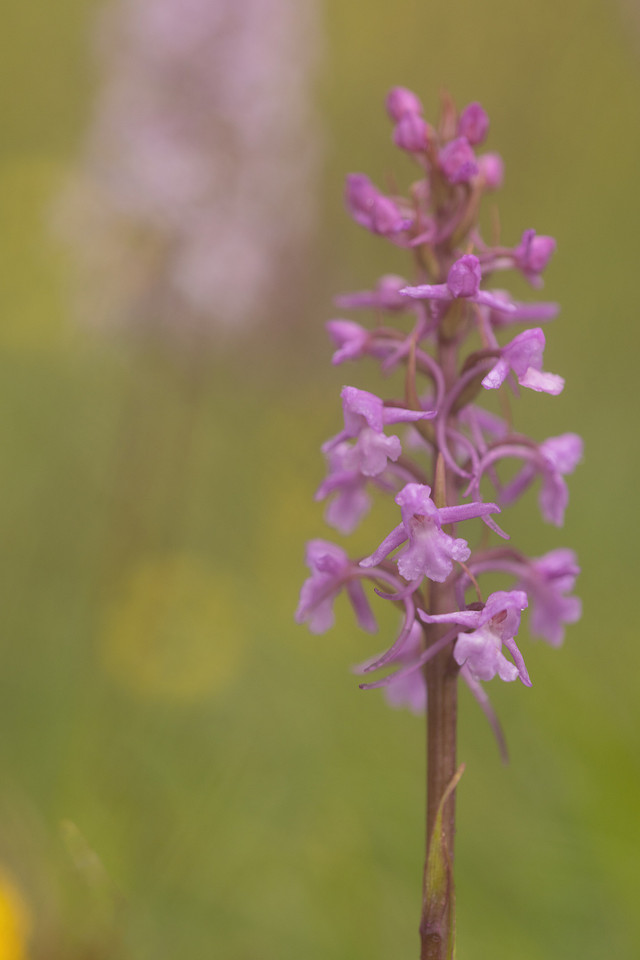 Chalk Fragrant-orchid, Rodbrough Common, June 2024